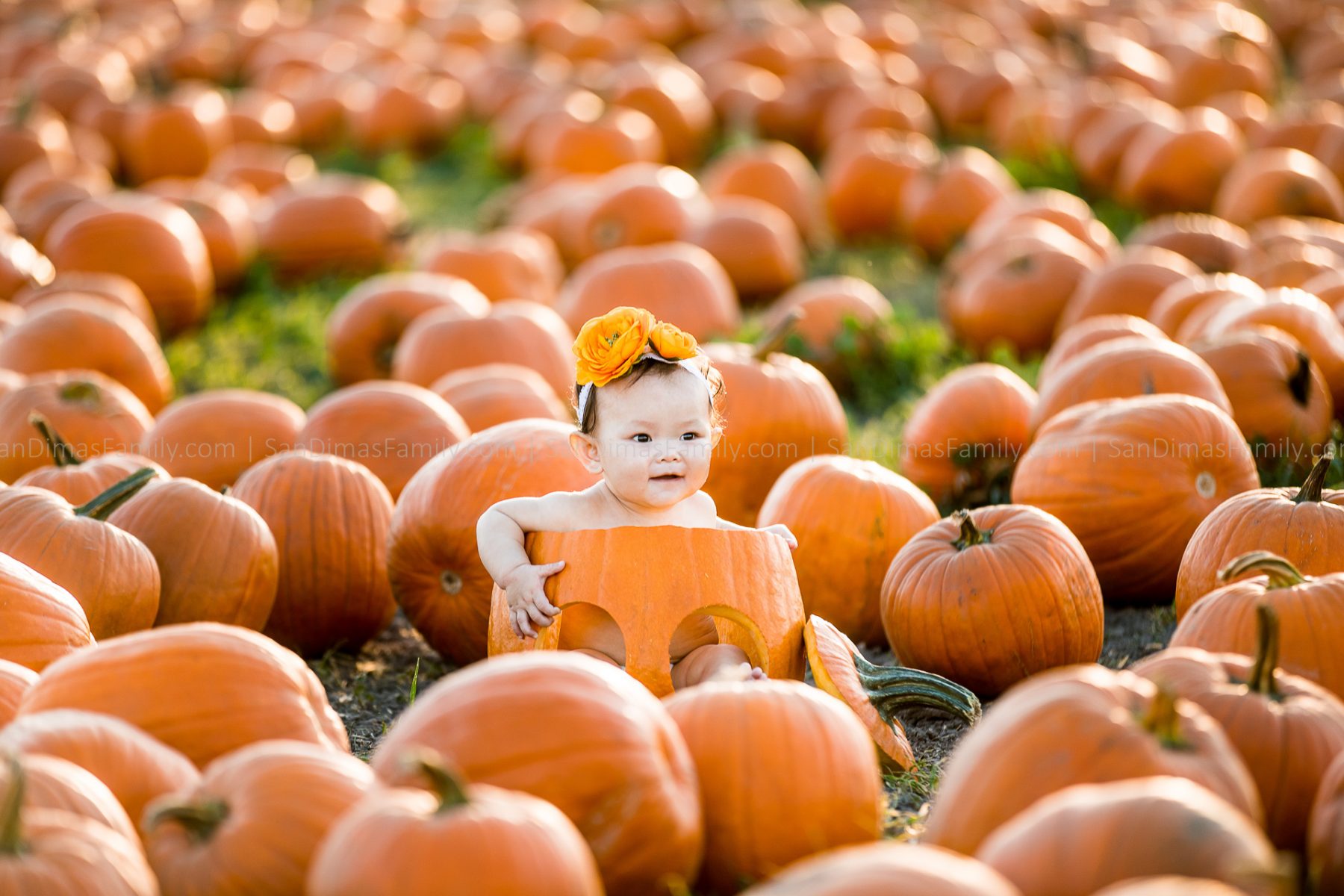 Cal Poly Pomona Pumpkin Patch Photography San Dimas Family Photography
